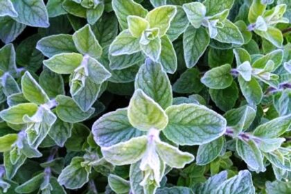 أخبار سوريا